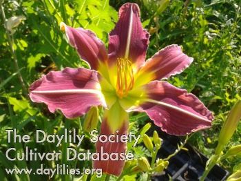Daylily In the Dark of the Night